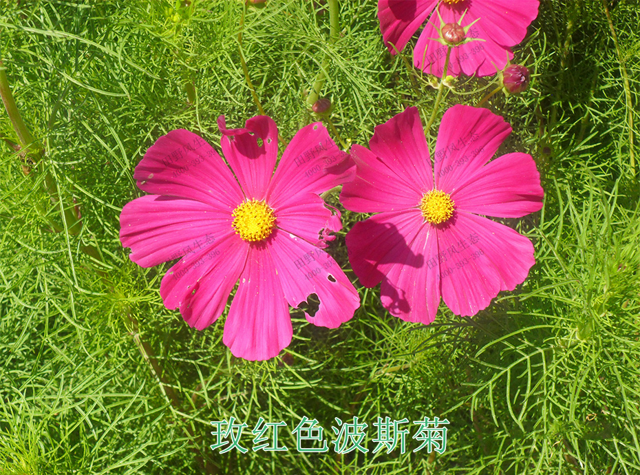 2枚紅波斯菊 2枚紅波斯菊