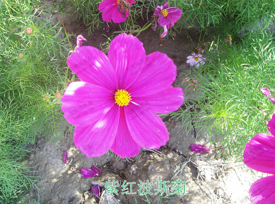 3紫紅波斯菊 3紫紅波斯菊