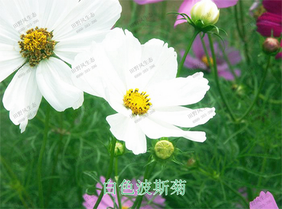 5白色波斯菊 5白色波斯菊