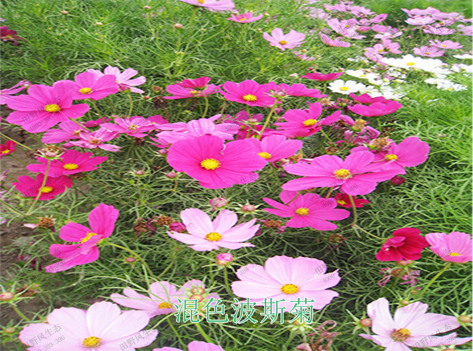 6混色波斯菊 6混色波斯菊
