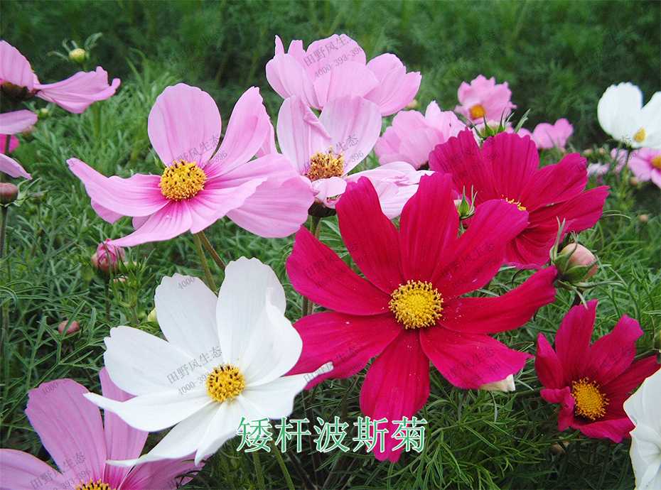 7矮桿波斯菊 7矮桿波斯菊