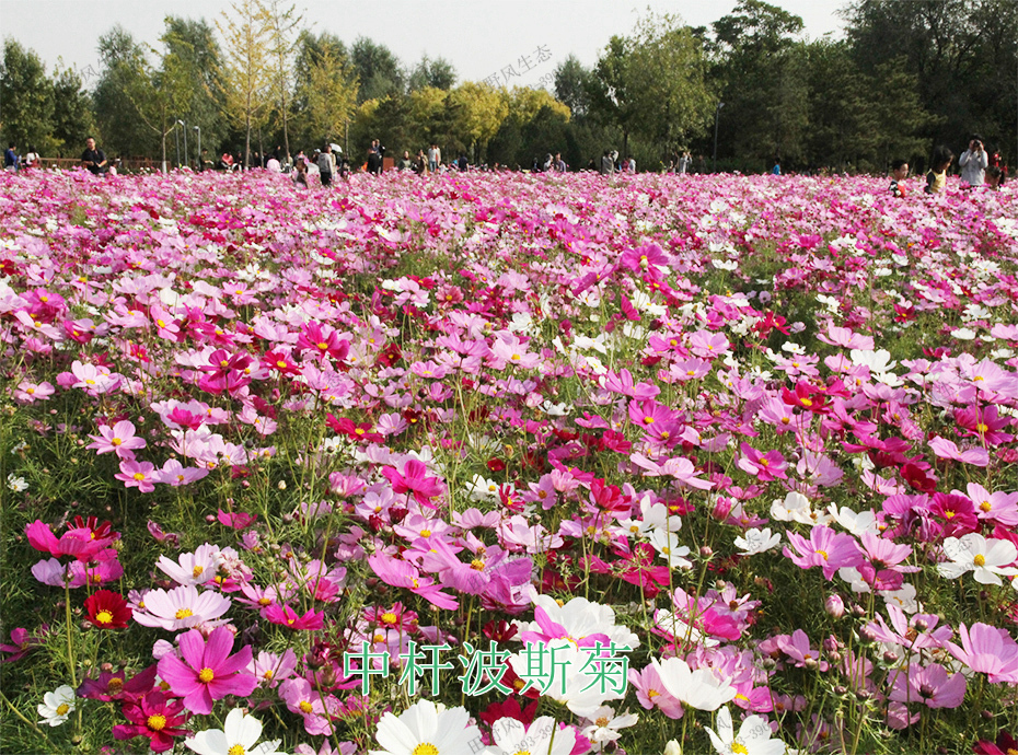 8中桿波斯菊 8中桿波斯菊