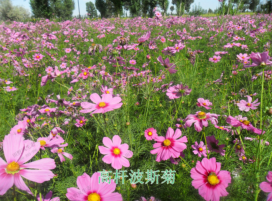 9高桿波斯菊 9高桿波斯菊