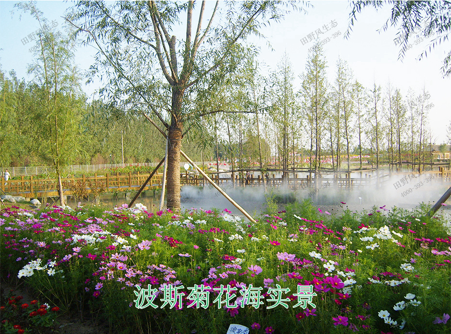 12波斯菊花海實(shí)景 12波斯菊花海實(shí)景