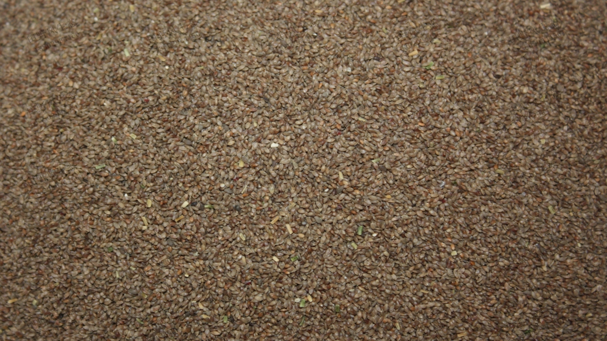 脫殼狗牙根種子 脫殼狗牙根種子