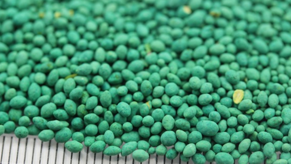 包衣脫殼狗牙根草種子 包衣脫殼狗牙根草種子