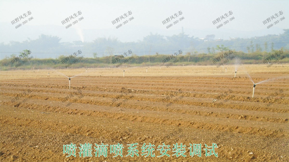 廣州番禺農(nóng)業(yè)大觀園景觀花海 廣州番禺農(nóng)業(yè)大觀園景觀花海