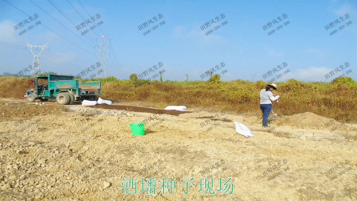 廣州番禺農(nóng)業(yè)大觀園景觀花海 廣州番禺農(nóng)業(yè)大觀園景觀花海