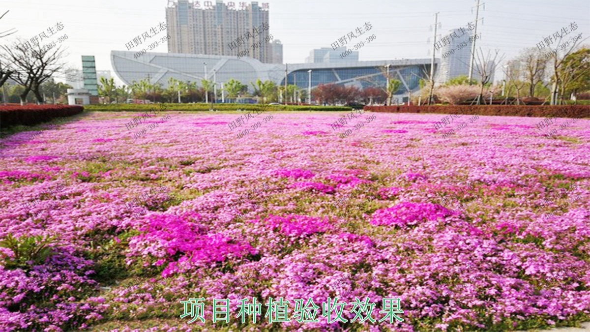 深圳光明市政園林工程 深圳光明市政園林工程
