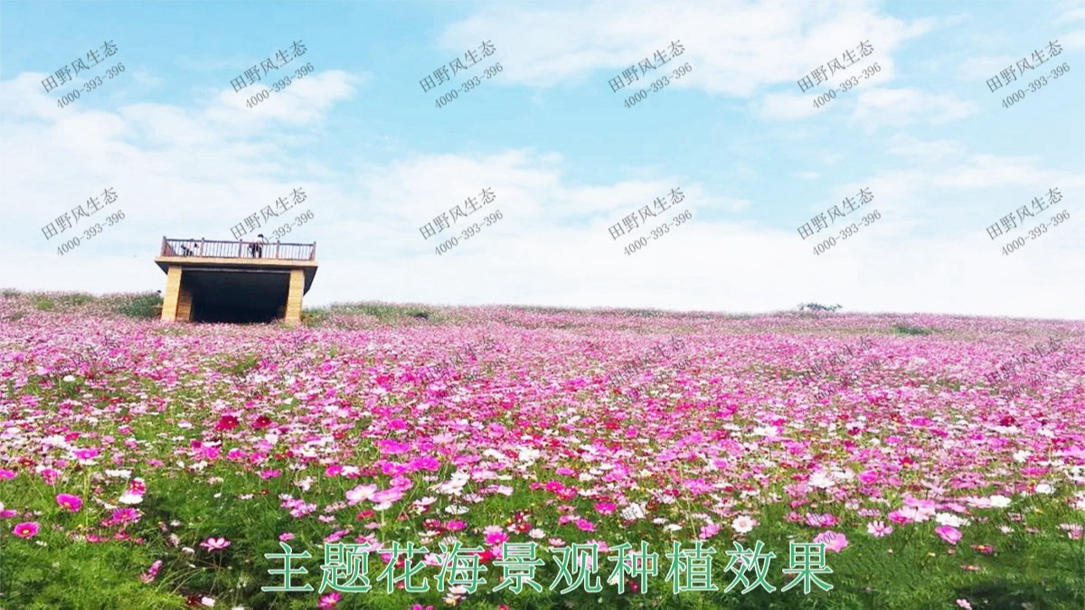 廣東丹霞山國(guó)家森林公園花海工程 廣東丹霞山國(guó)家森林公園花海工程