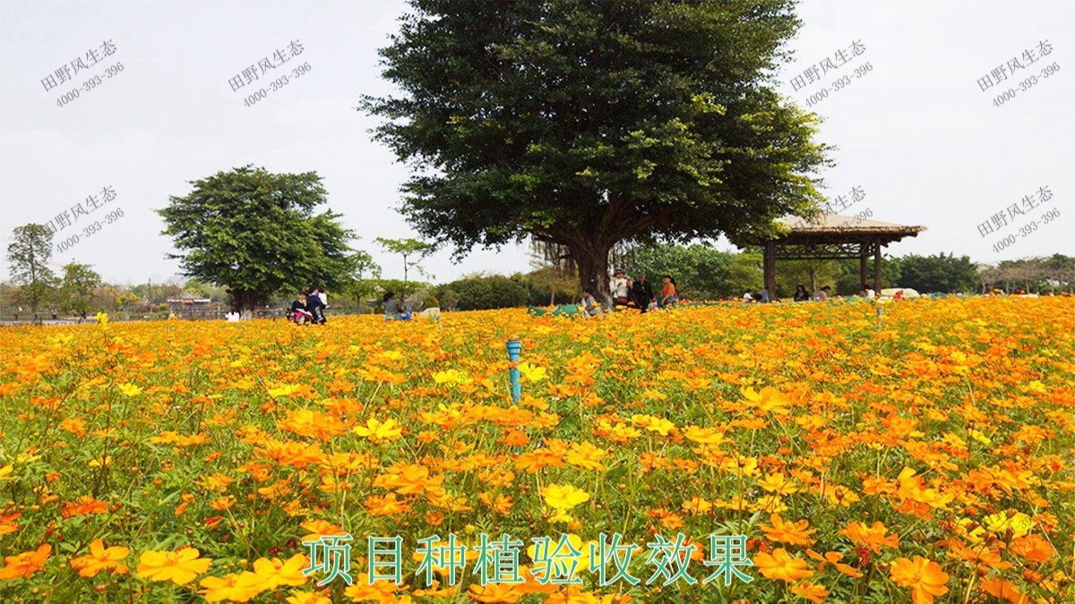 廣東丹霞山國(guó)家森林公園花海工程 廣東丹霞山國(guó)家森林公園花海工程