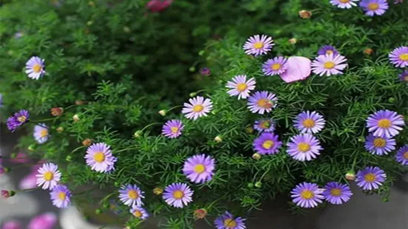 花種批發(fā) 花種批發(fā)