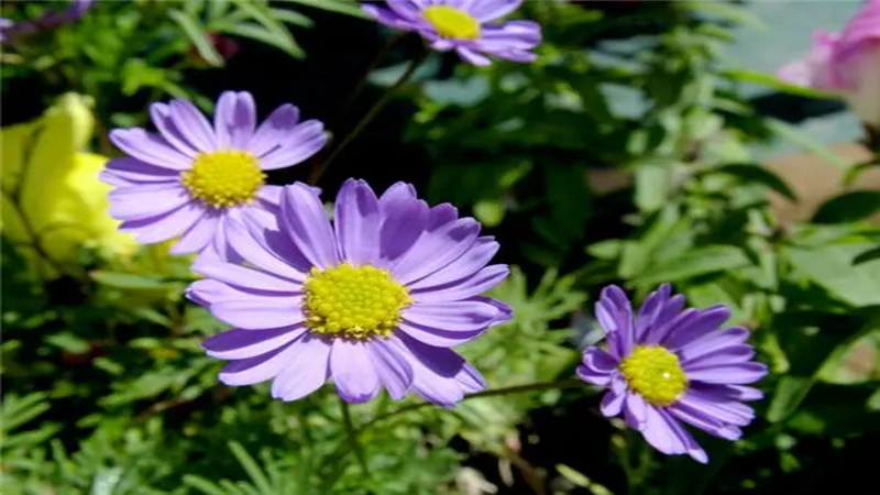 花種批發(fā) 花種批發(fā)