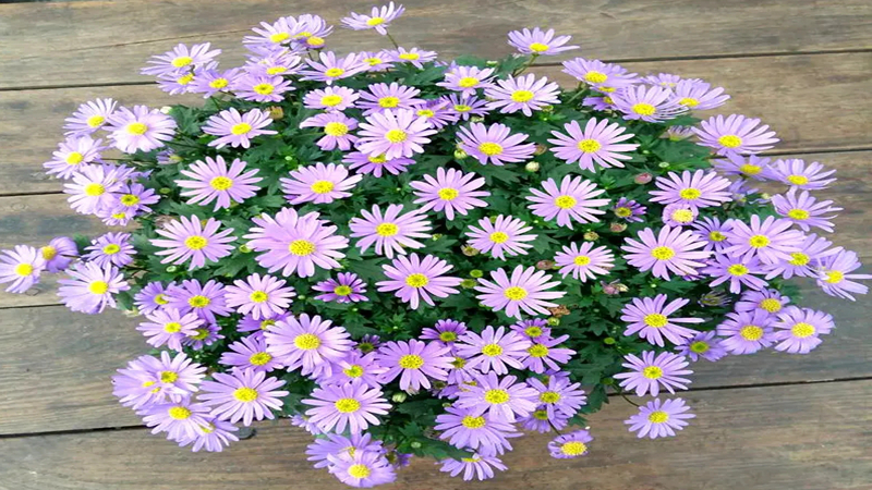 花種批發(fā) 花種批發(fā)