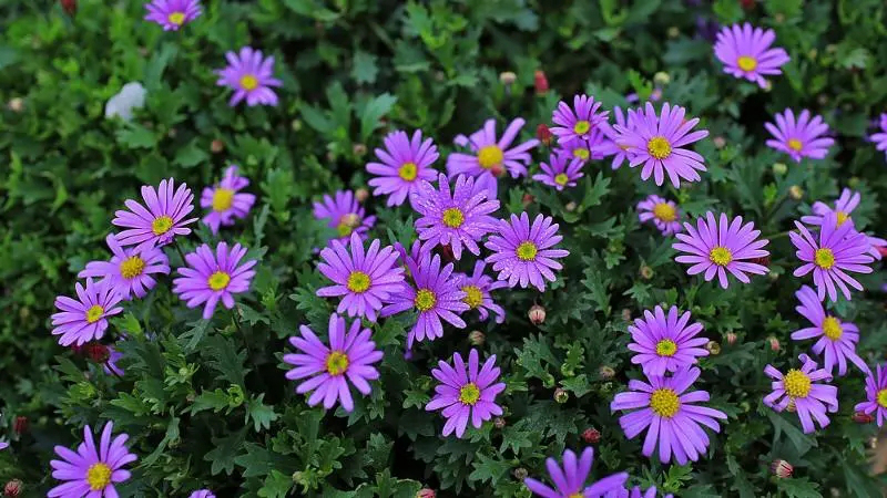 花種批發(fā) 花種批發(fā)