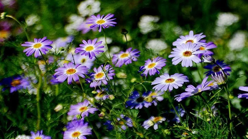 花種批發(fā) 花種批發(fā)