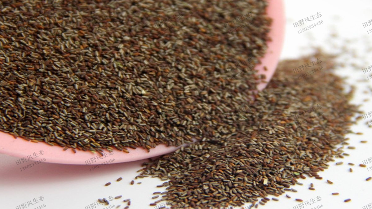 廣東哪里有草種子批發(fā)？