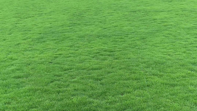 草坪草種子種植 草坪草種子種植