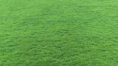 哪些草坪草種子在南方地區(qū)種植效果更好？