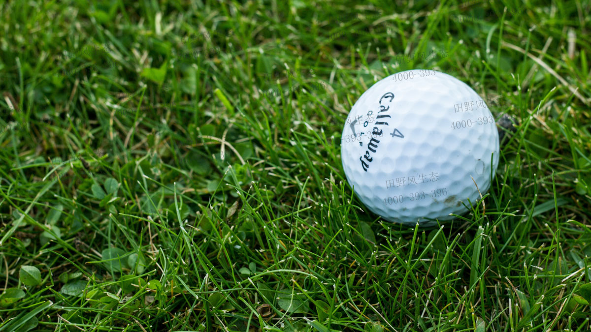 狗牙根草籽 狗牙根草籽