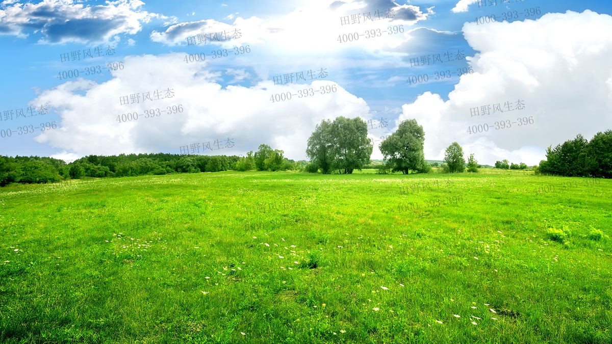 狗牙根草籽 狗牙根草籽