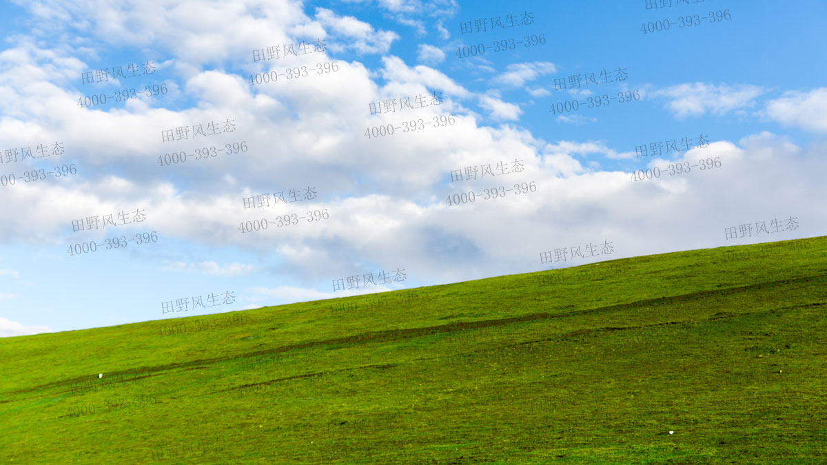狗牙根草籽 狗牙根草籽
