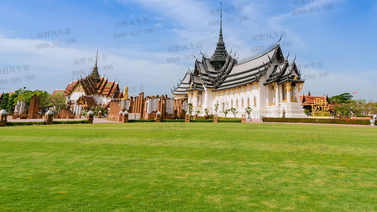 狗牙根草籽 狗牙根草籽