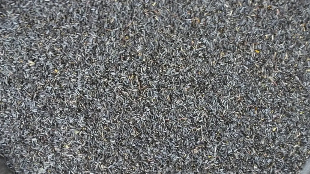 金光菊種子 金光菊種子