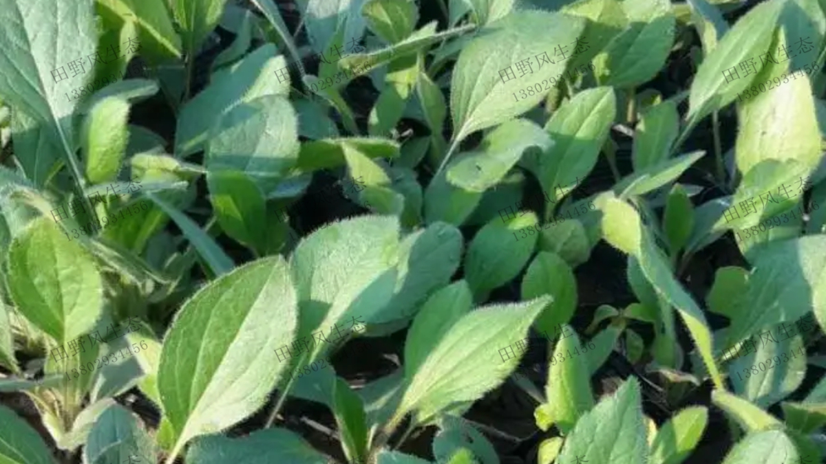 金光菊幼苗 金光菊幼苗