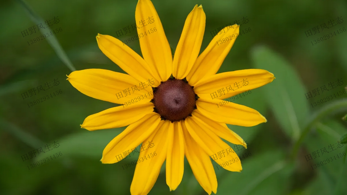 單株金光菊 單株金光菊