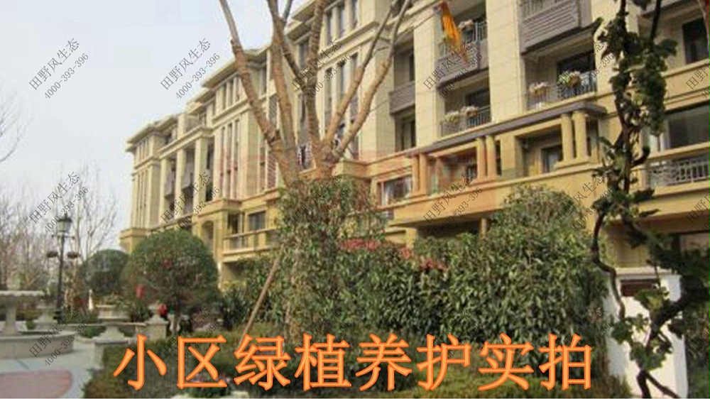 廣東萬科城綠植養(yǎng)護(hù)案例 廣東萬科城綠植養(yǎng)護(hù)案例