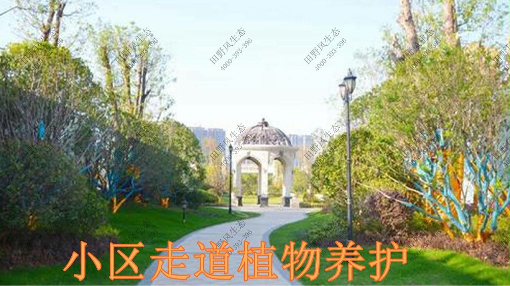 廣東奧園草坪養(yǎng)護(hù)案例 廣東奧園草坪養(yǎng)護(hù)案例
