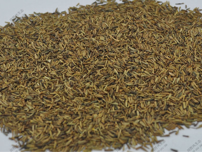 除蟲菊花?；ɑ芊N子產(chǎn)品介紹