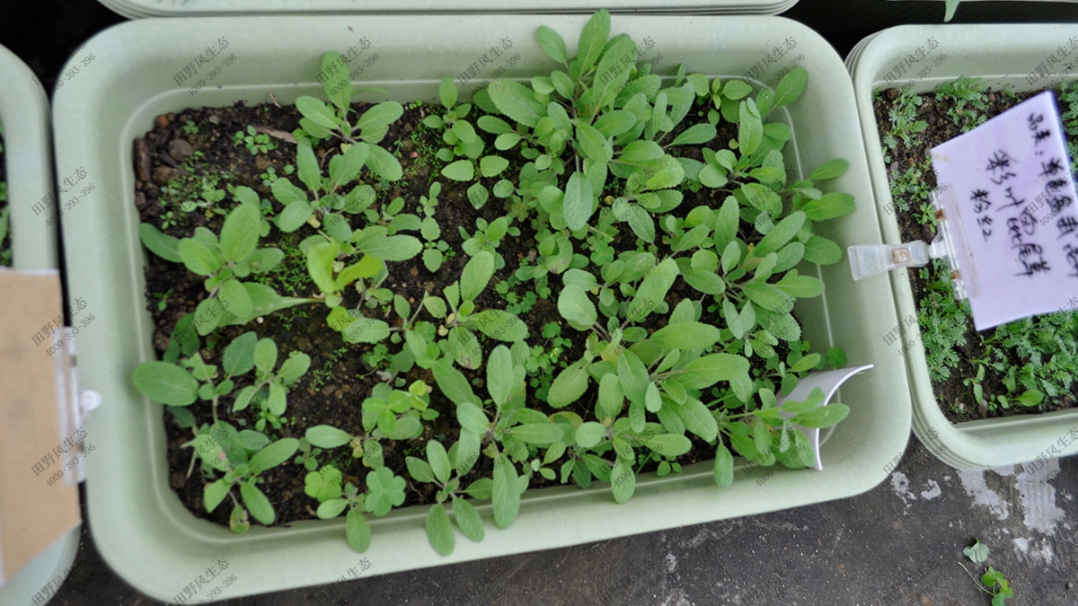 花?；ɑ芊N子,綠化混播花種