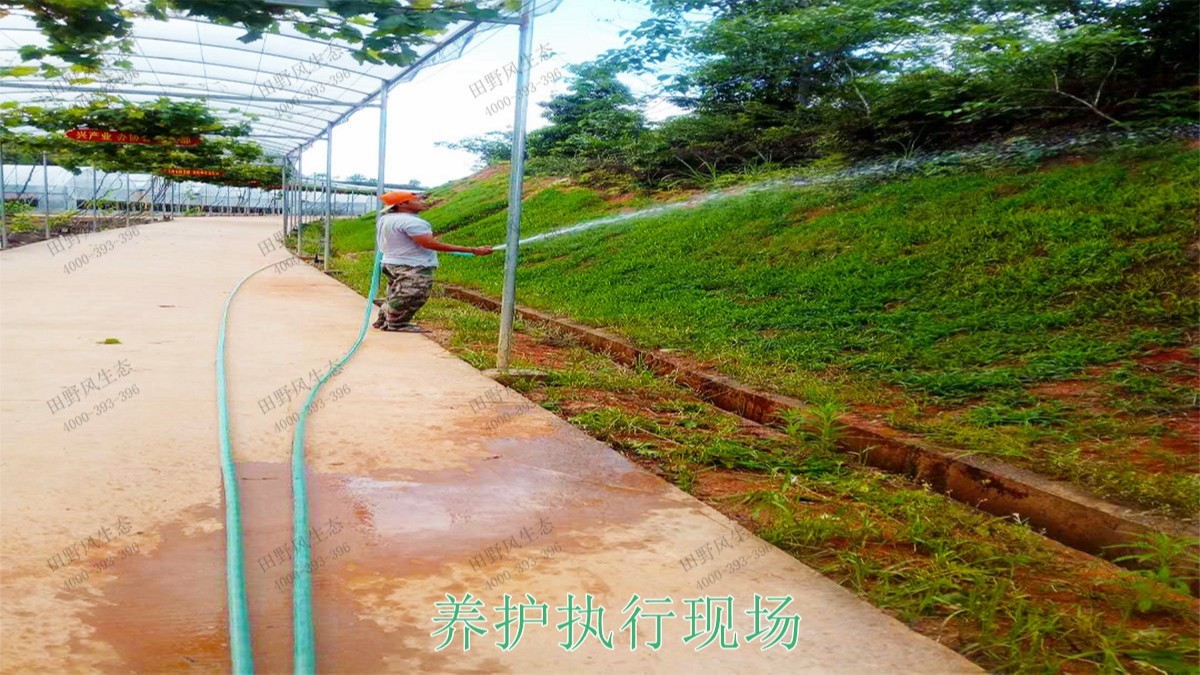 江西廣昌火龍果基地廠區(qū)掛網(wǎng)植草 江西廣昌火龍果基地廠區(qū)掛網(wǎng)植草