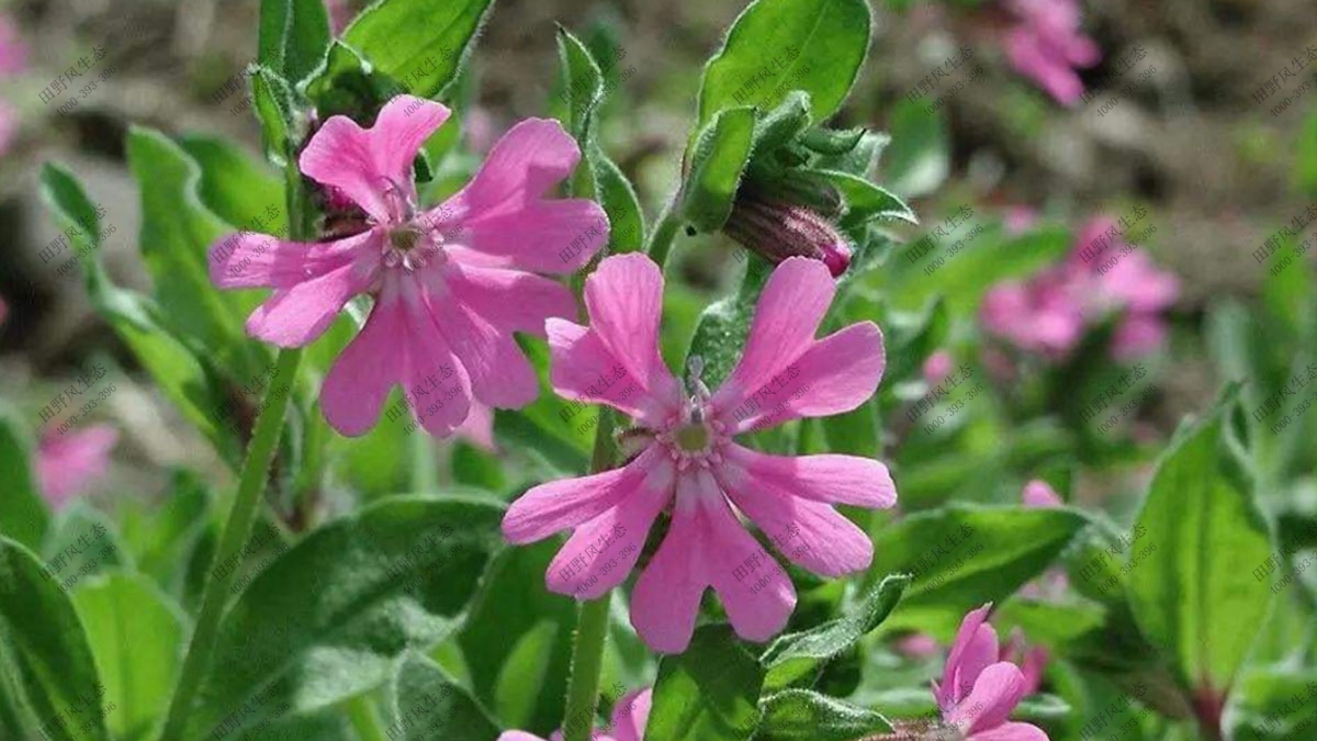 花?；ǚN子,混播花草種子