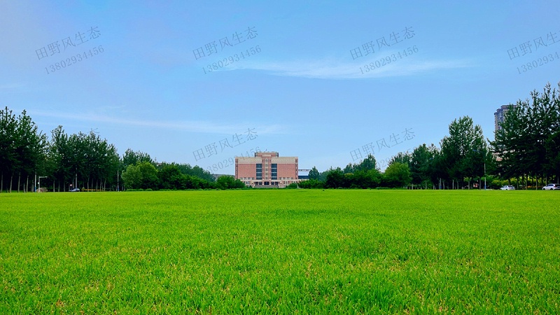 冷季型草坪草種 冷季型草坪草種