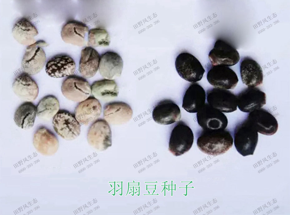 1雨扇豆種子 1雨扇豆種子