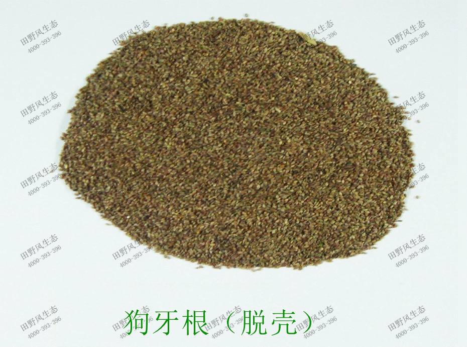 2狗牙根(脫殼) 2狗牙根(脫殼)