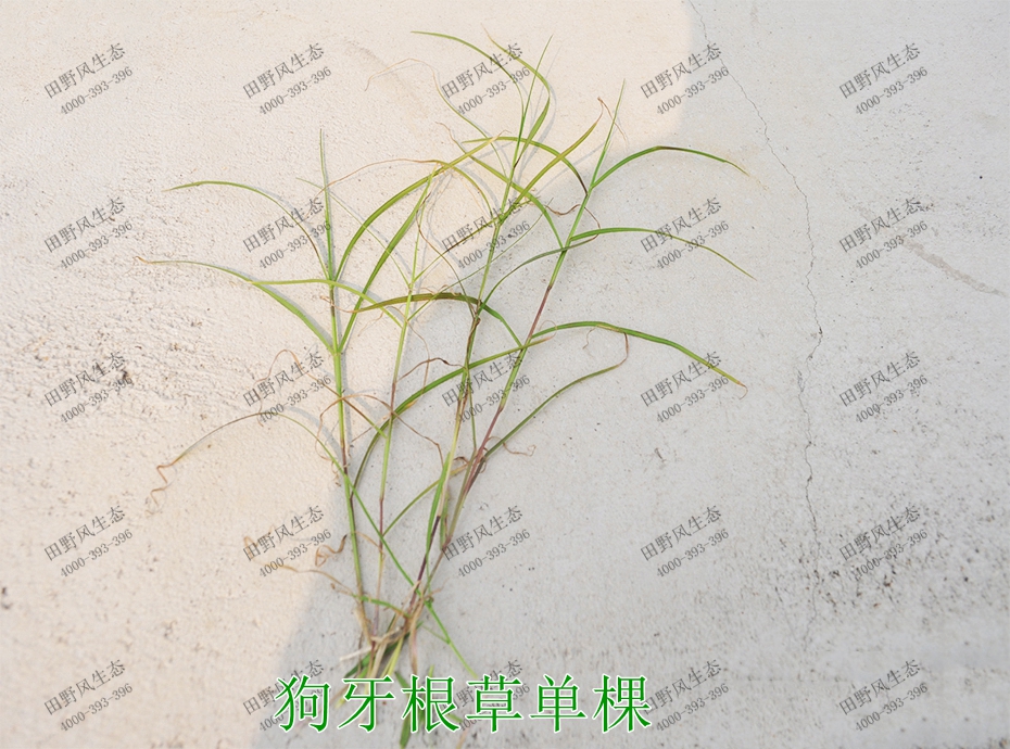 6狗牙根草單棵 6狗牙根草單棵