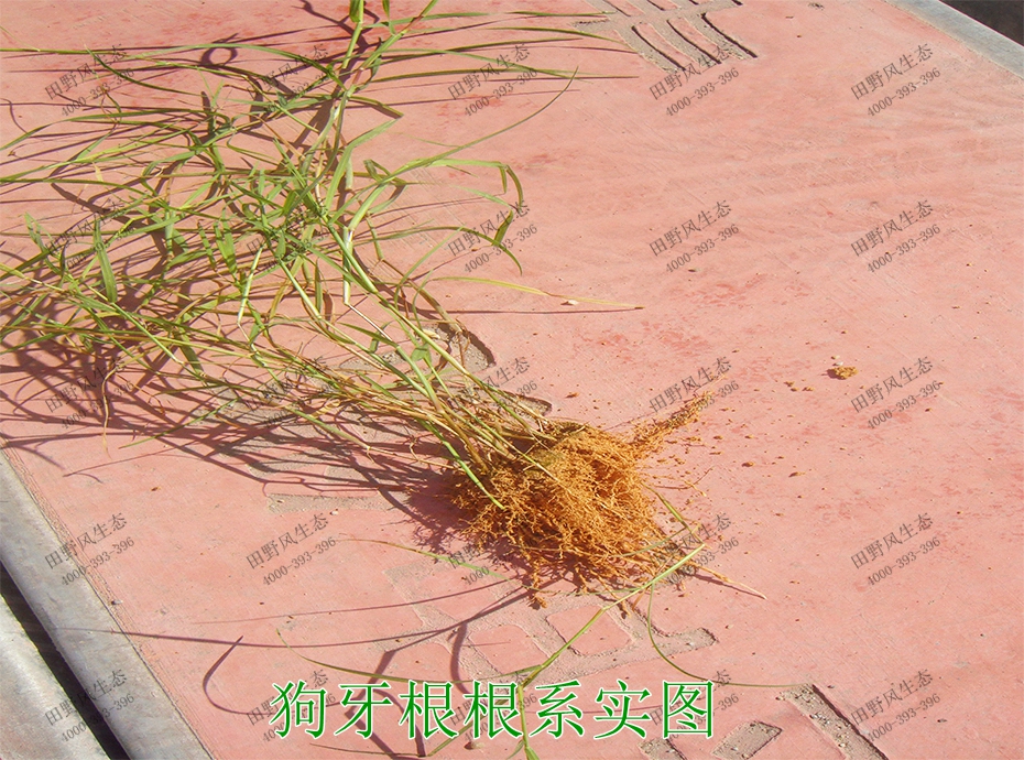 7狗牙根根系實(shí)圖 7狗牙根根系實(shí)圖