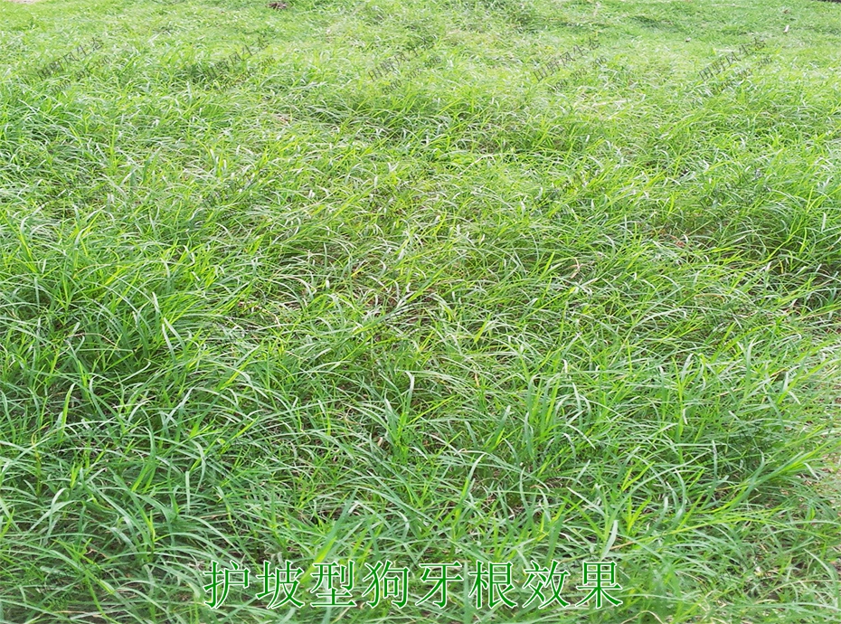 9護(hù)坡型狗牙根效果 9護(hù)坡型狗牙根效果