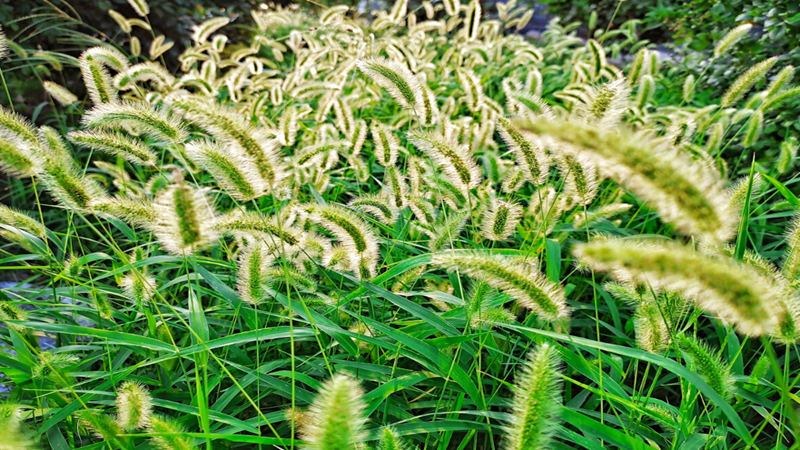 草種批發(fā) 草種批發(fā)