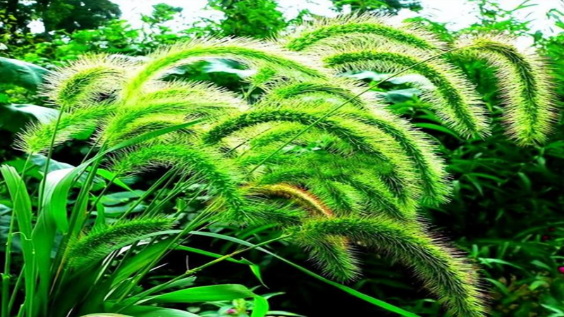 草種批發(fā) 草種批發(fā)