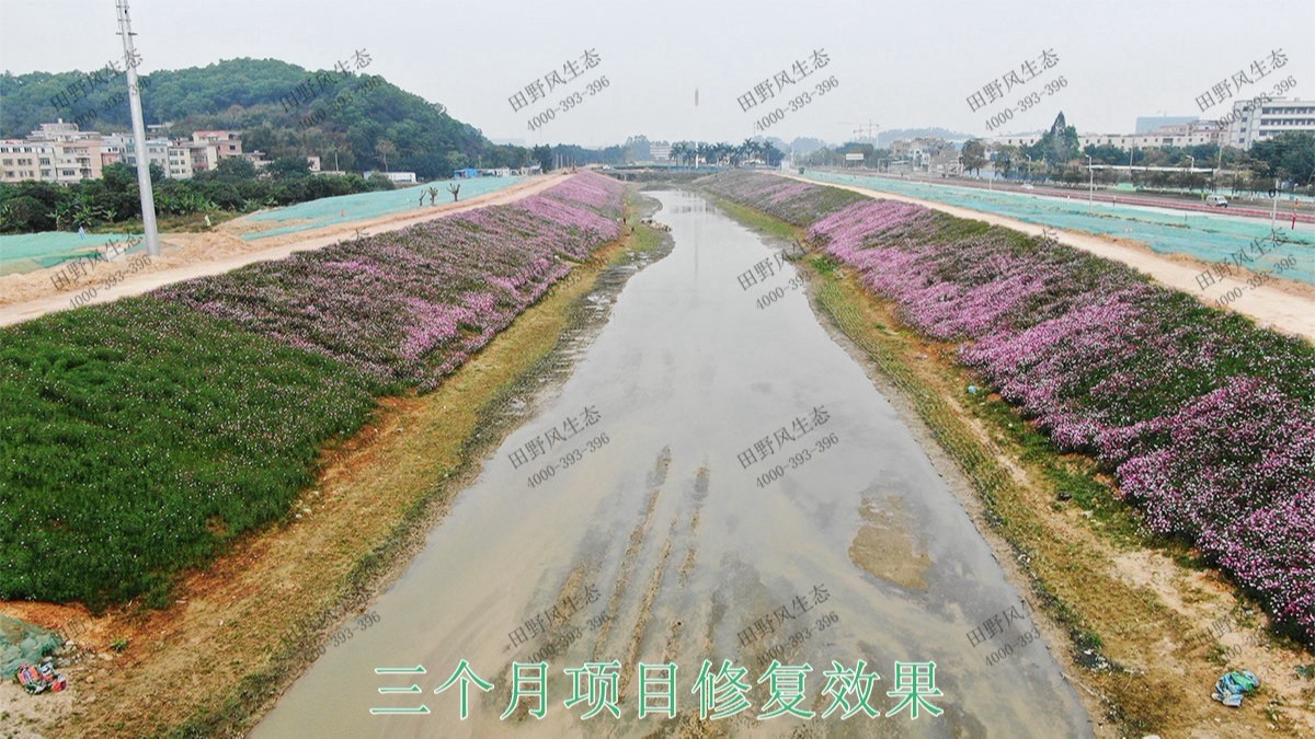 廣州黃埔九龍涌河道邊坡復綠 廣州黃埔九龍涌河道邊坡復綠