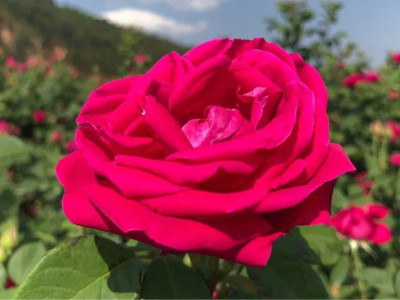 多個(gè)國家的國花，玫瑰花種植方法介紹