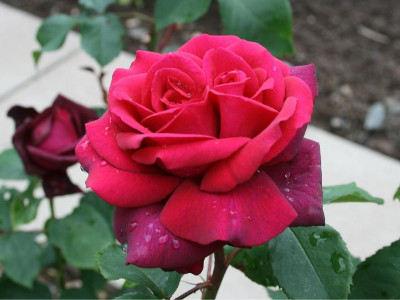 掌握好這三步，輕松養(yǎng)好玫瑰花