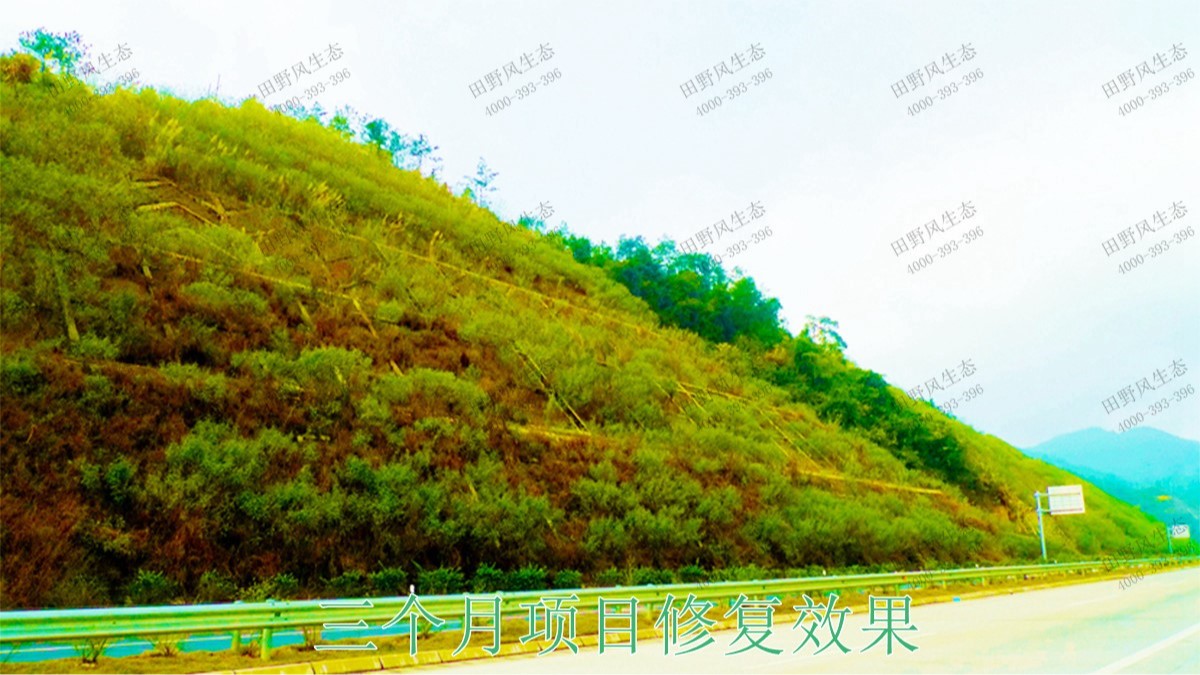 平興高速五華段公路邊坡掛網(wǎng)復(fù)綠 平興高速五華段公路邊坡掛網(wǎng)復(fù)綠