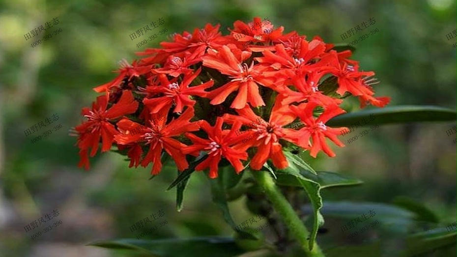 紅色剪秋羅 紅色剪秋羅