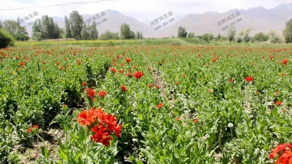 剪秋羅生長效果展示 剪秋羅生長效果展示